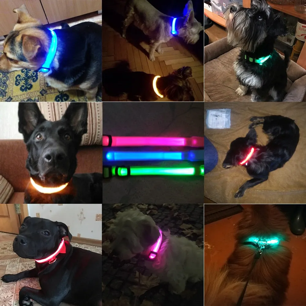 Led Dog Collar USB Charging or Batteries, 7 Colors - 6 Sizes XS ~ XXL