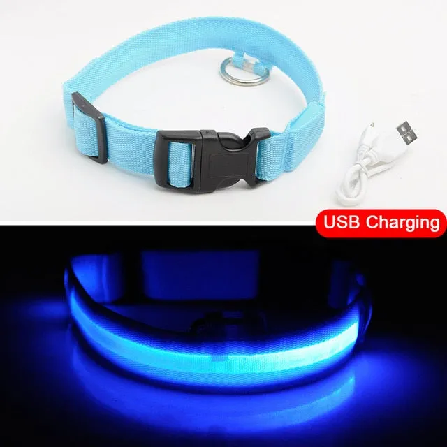 Led Dog Collar USB Charging or Batteries, 7 Colors - 6 Sizes XS ~ XXL