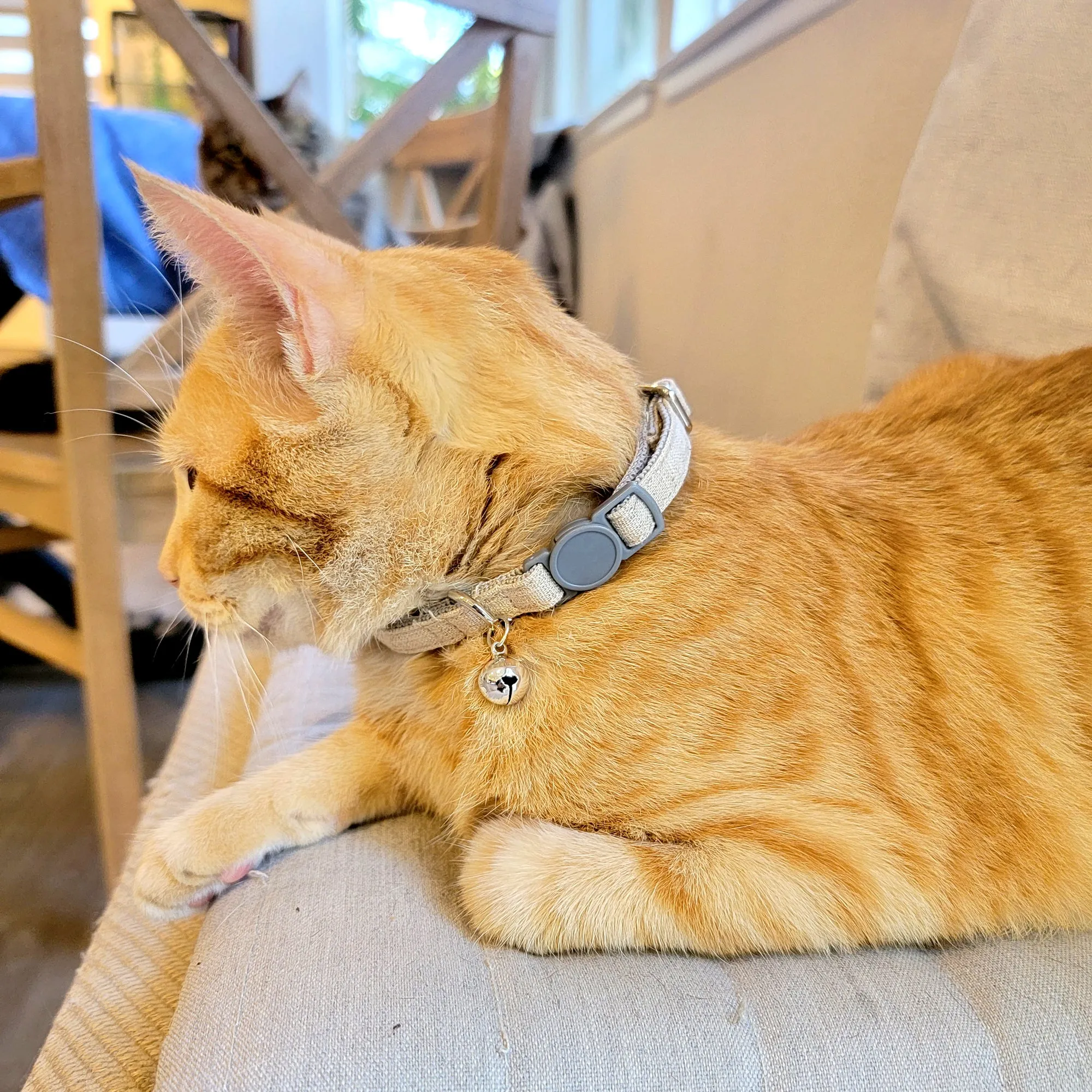 Linen Blend Adjustable Cat Collar with Breakaway Quick Release Buckle and Bell, Natural