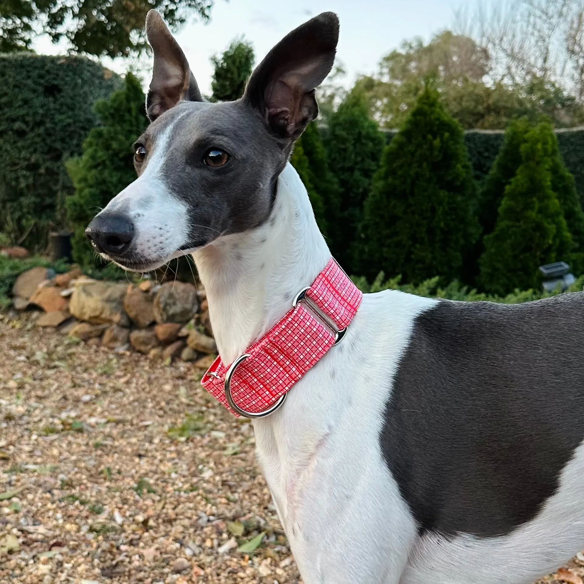 Martingale Collar - Cherry Picnic
