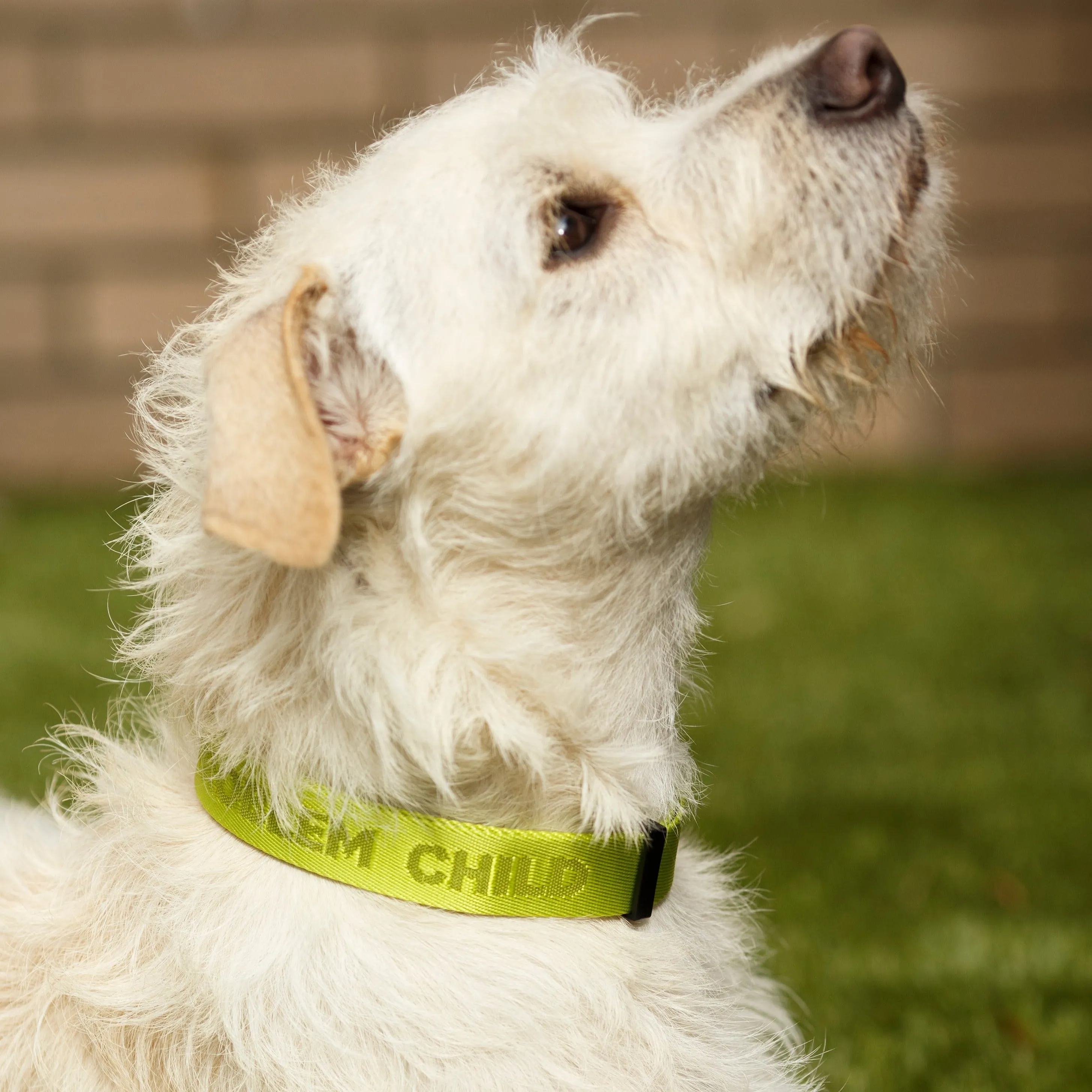 Problem Child (Tennis Ball Green) Dog Collar