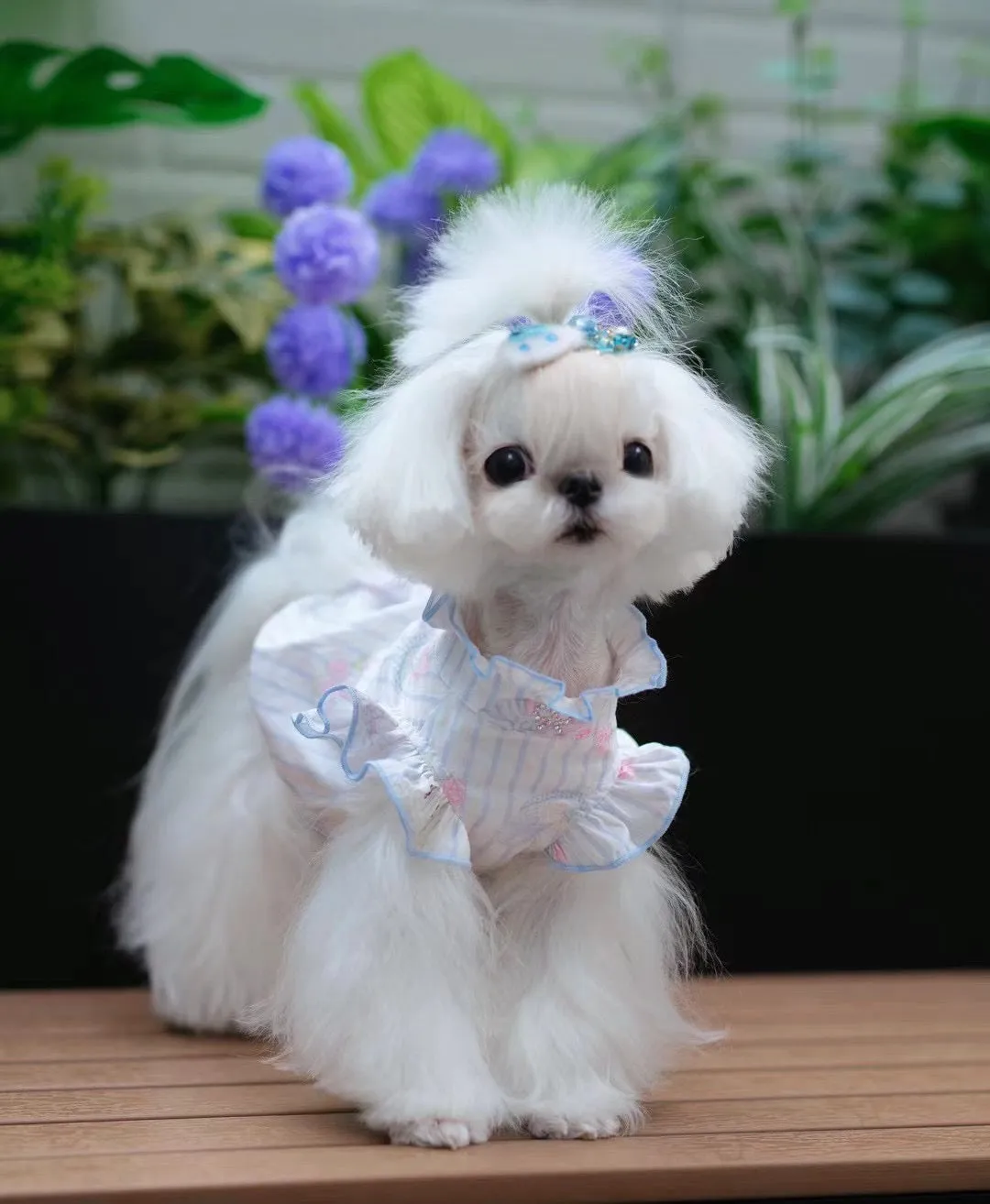 TaniWina Playful Prints Lace Collar and Little Flutter Sleeve Shirt