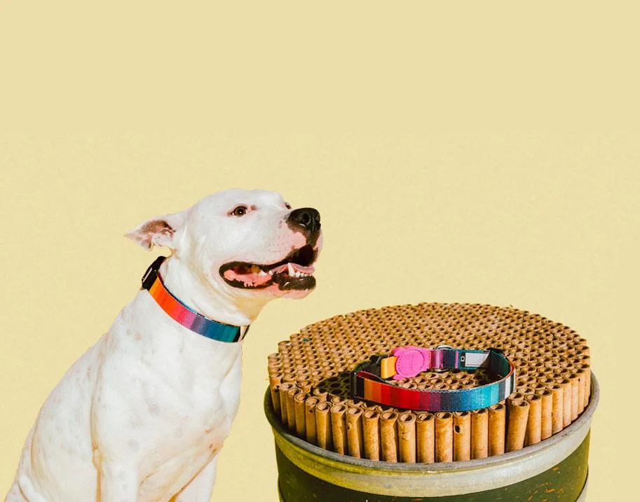 Zee.Dog Prisma Collar